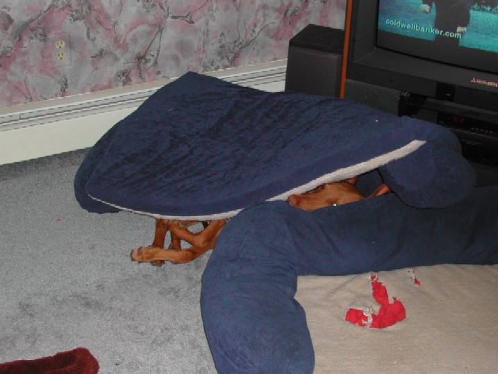 Sultan's bed