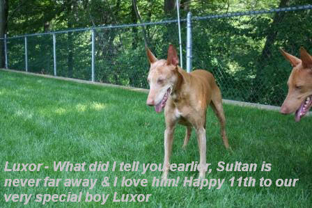 Luxor's 11th birthday 7
