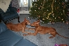 Luxor & Sultan Christmas Day