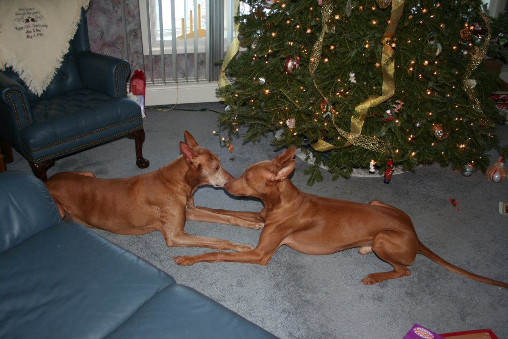 Luxor & Sultan Christmas Day