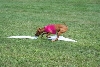 ZA ZA BOB NUTMEAG ASFA TRIAL @ STOW MA