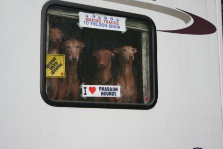 Marie's Pharaoh's looking out of RV