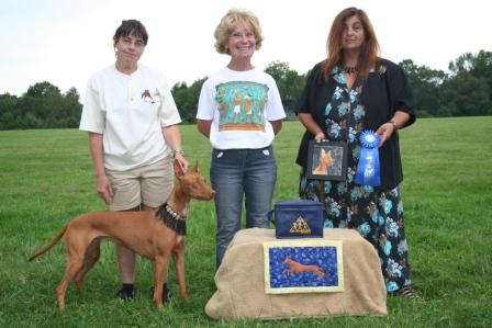 National Specialty Lure Coursing new AKC DC Zabelle