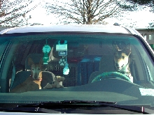 Bonnie's front seat drivers Peanut & Skipper