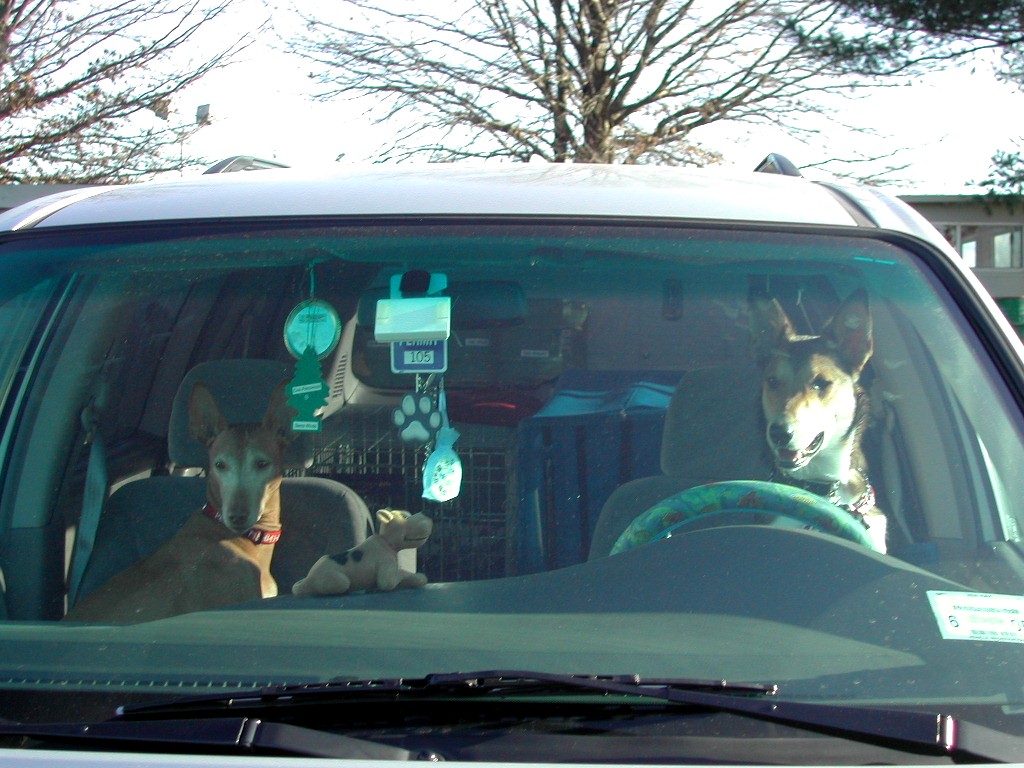 Bonnie's front seat drivers Peanut & Skipper