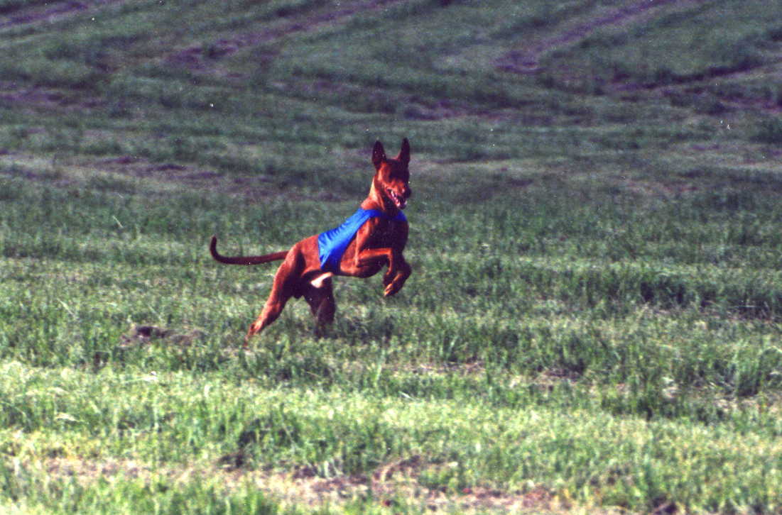 Luxor Gillette Run 2001 ASFA II
