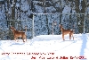 Luxor & Sultan Christmas snow photo