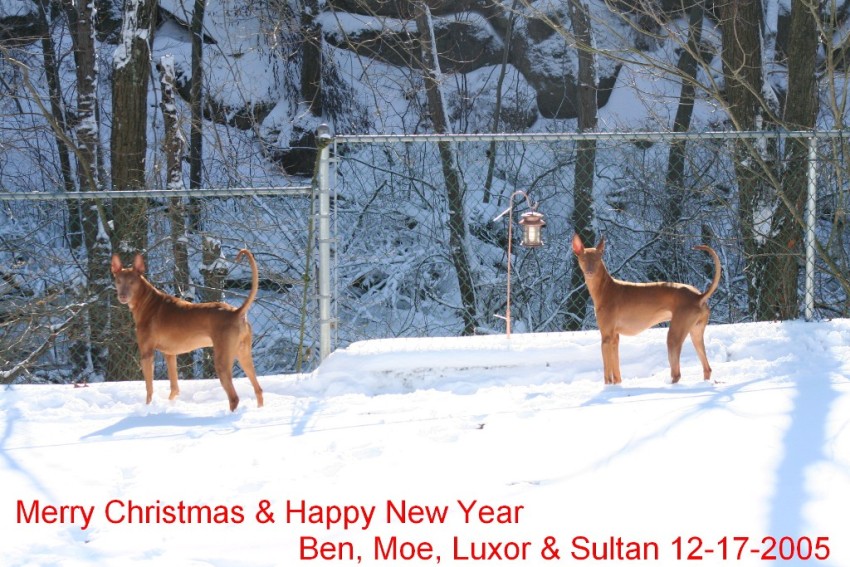 Luxor & Sultan Christmas snow photo