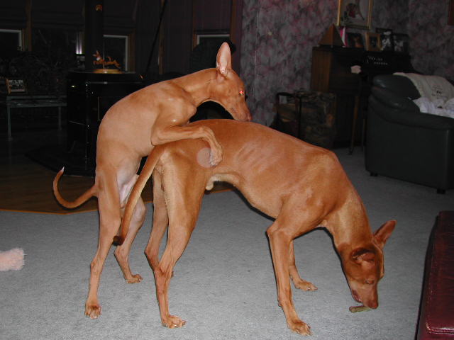 Luxor Sultan @ 15 wks old 2002