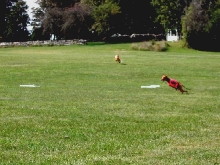 Sultan the lure coursing rocket