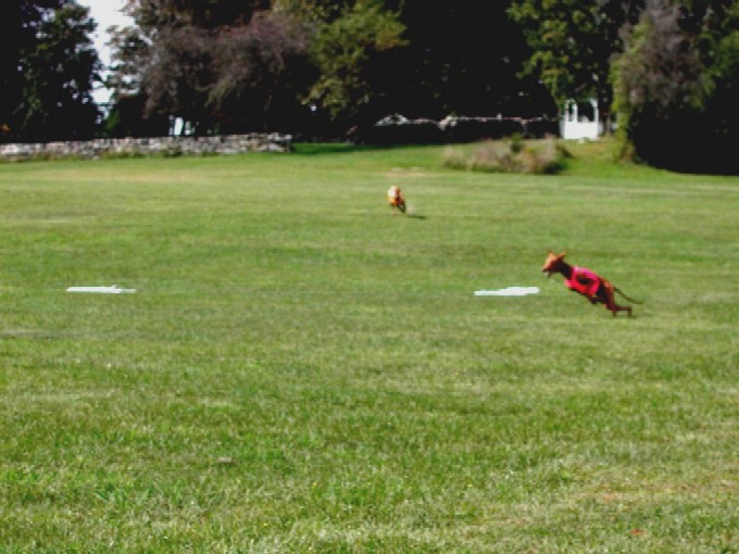 Sultan the lure coursing rocket