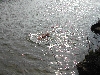 Sultan cooling off in Waterford CT