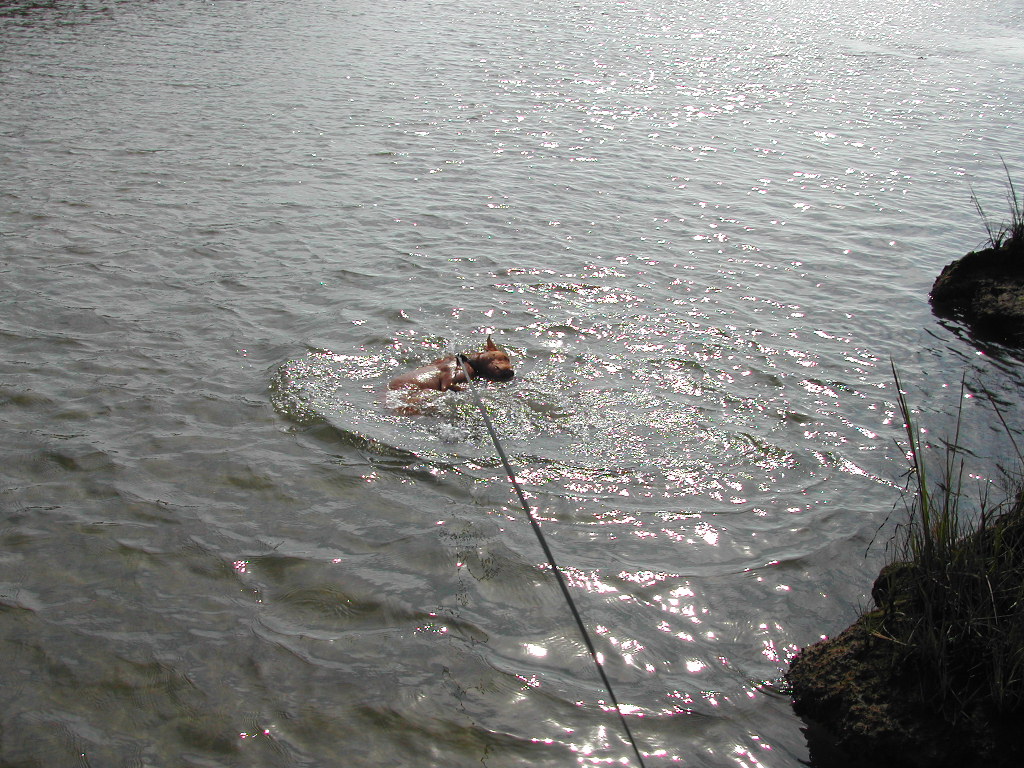Sultan cooling off in Waterford CT