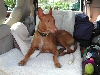Luxor the King & back seat lover