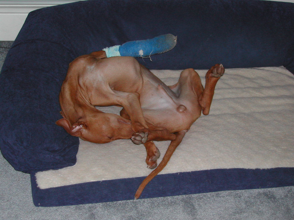 Sultan @ 4 months "The boneless dog"