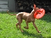 Sultan & Frisbee