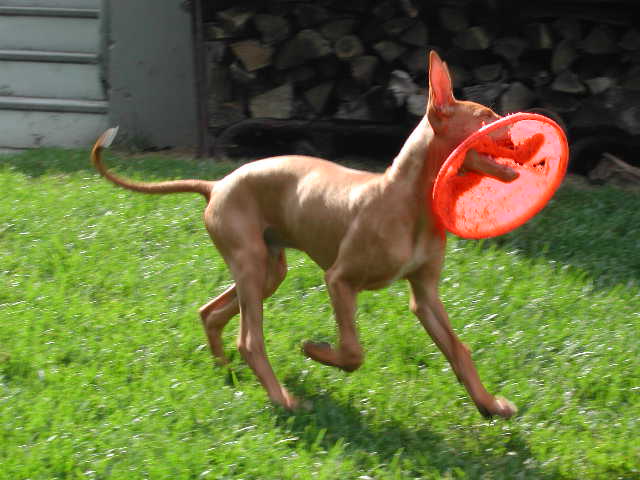 Sultan & Frisbee