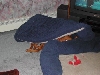 Sultan under pillow