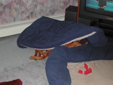 Sultan under pillow