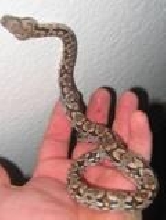 dumeril female i bred