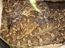 slender hog nose vipers