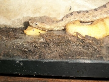 rOZEI BREEDING