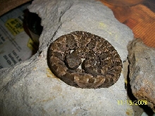 Bothrops atrox