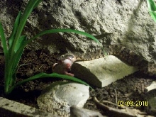 Bothrops atrox-1
