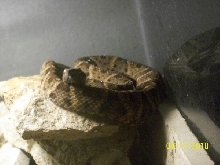 Bothrops atrox 2