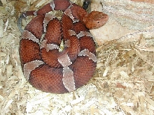 pictigaster