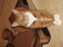 Whiskey-King of the House