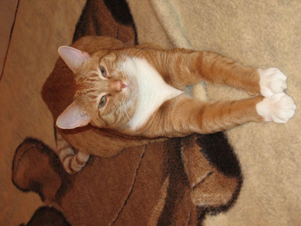 Whiskey-King of the House