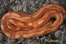 AMEL/MotStripe/Het/BUTTER