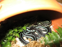 Pugent_Sound_Green_Blue_yearling_1.1