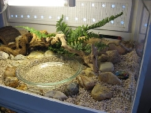 top_cage