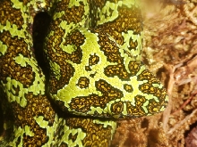 Zhaoermia mangshanensis 06'CB male
