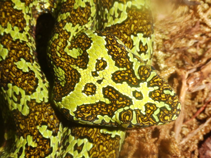 Zhaoermia mangshanensis 06'CB male