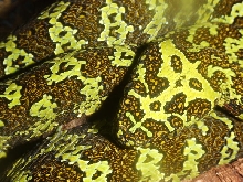 Zhaoermia mangshanensis 06'CB female