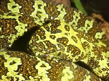 Zhaoermia mangshanensis 06'CB female
