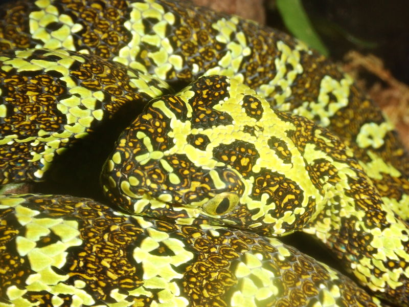 Zhaoermia mangshanensis 06'CB female