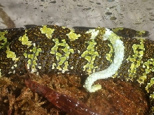 Zhaoermia mangshanensis 06'CB female
