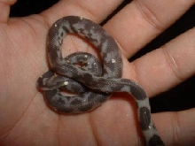 poss Hybino Ghost Cal King