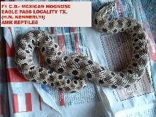 mexican hognose female