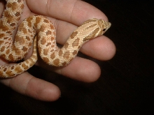 RED HOGNOSE 03