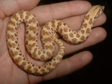 RED HOGNOSE 03