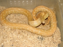 Striped albino Brooksi