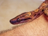 rainbow female