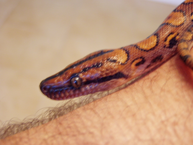 rainbow female