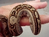 striped boa