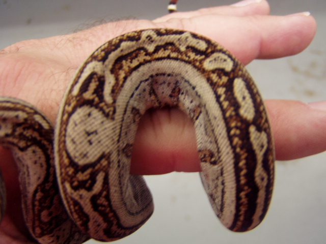 striped boa